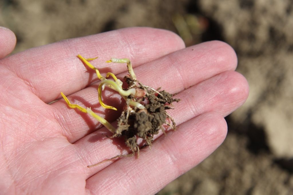 Autors: Agris Samcovs