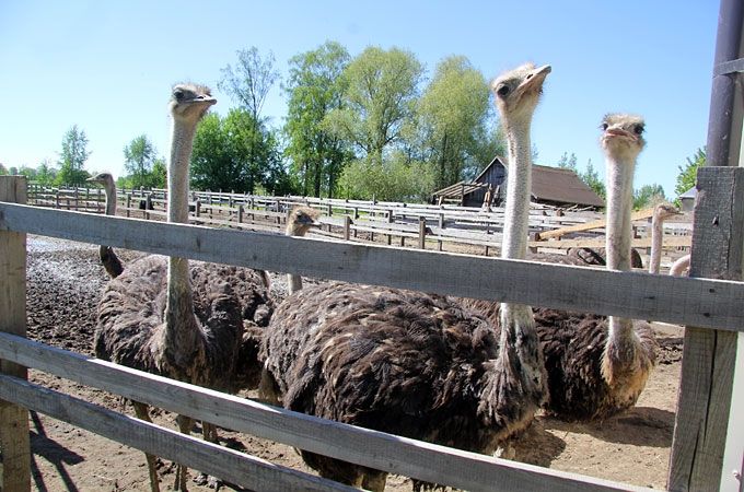 Autors: Agris Samcovs