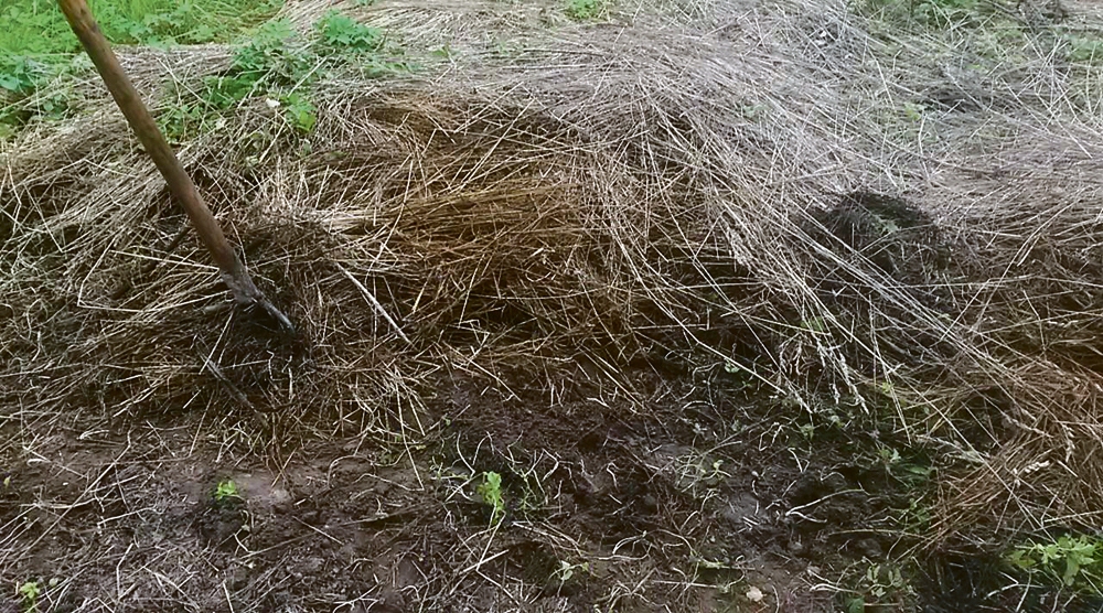 Zeme, apklāta ar sienu